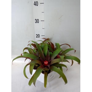 Guzmania  'Hope'