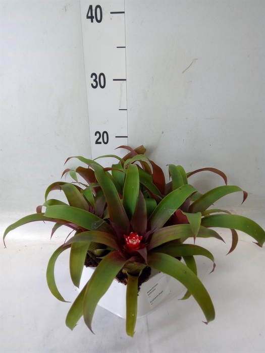 <h4>Guzmania  'Hope'</h4>
