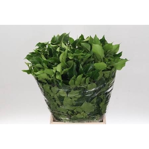 Ivy Per Bunch