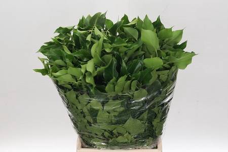 <h4>Hedera Green</h4>