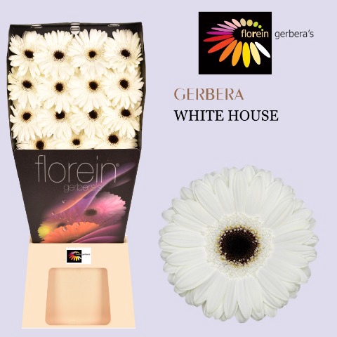 <h4>Gerbera White House Diamond</h4>