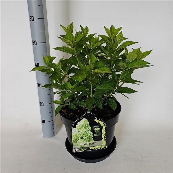 <h4>Hydrangea paniculata Limelight</h4>