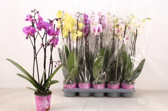 <h4>PHAL GEM 5 KL</h4>