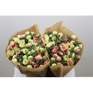 Anem Full Star Fraise