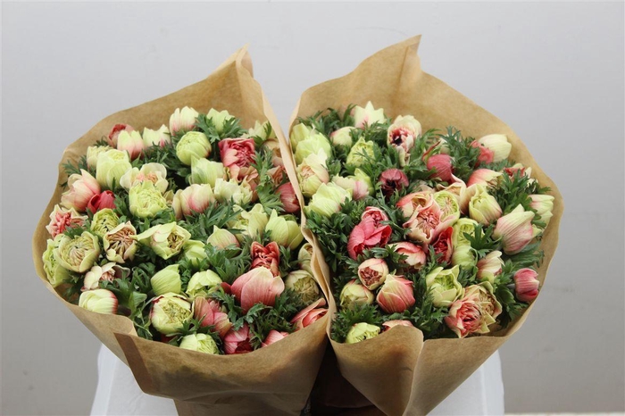 <h4>Anem Full Star Fraise</h4>