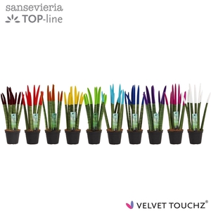 Sansevieria VELVET TOUCHZ® Mix