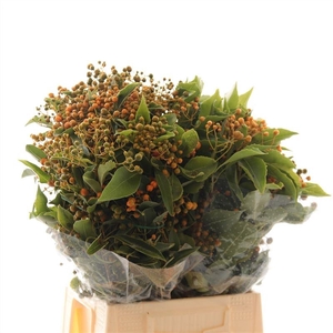 Pittosporum Rombofoglia