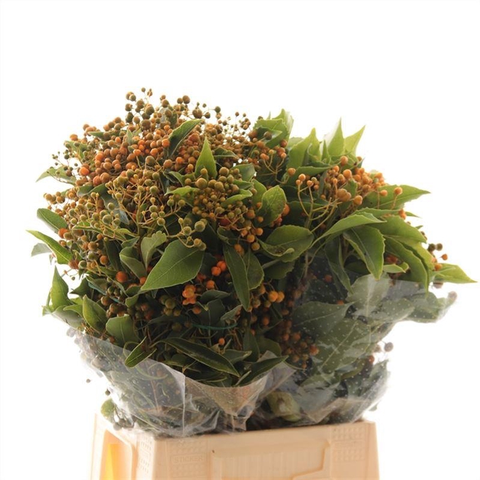 <h4>Pittosporum Rombofoglia</h4>