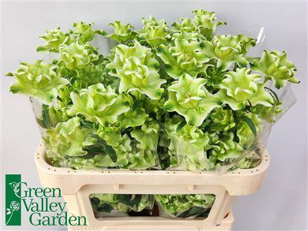 <h4>Campanula Evergreen White</h4>