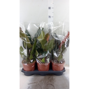Philodendron  'Imperial Red'