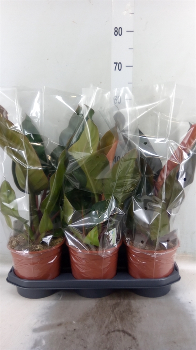 <h4>Philodendron  'Imperial Red'</h4>