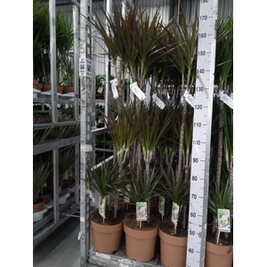Dracaena marg. 'Magenta'