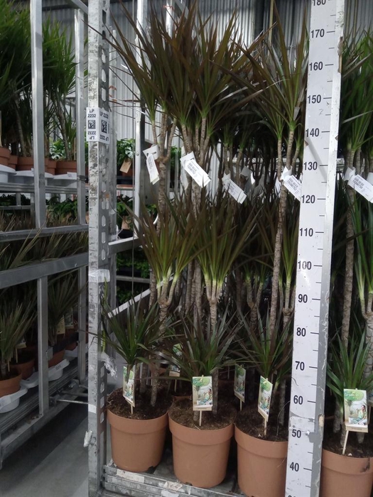 <h4>Dracaena marg. 'Magenta'</h4>