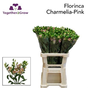 Alst Fl Charmelia Pink