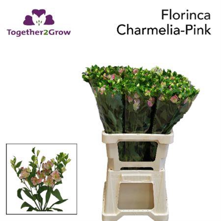 <h4>Alst Fl Charmelia Pink</h4>