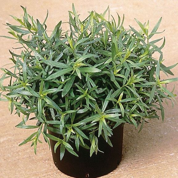<h4>Artemisia dracunculus</h4>
