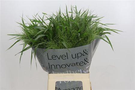 <h4>Panic Vi Fontaine</h4>