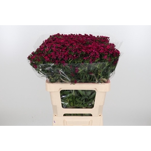 Di Barb Am Neon Cher