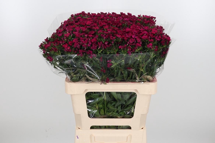 <h4>Di Barb Am Neon Cher</h4>