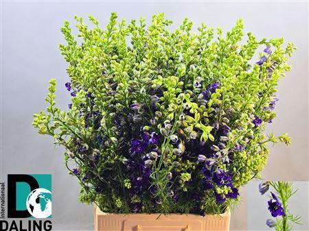 <h4>Cons R Q Dark Blue</h4>