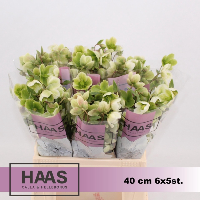 <h4>HELLEB MAGNIF BELLS 6 X 5st.</h4>