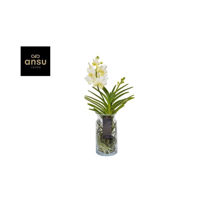 <h4>Vanda Bose XL White</h4>