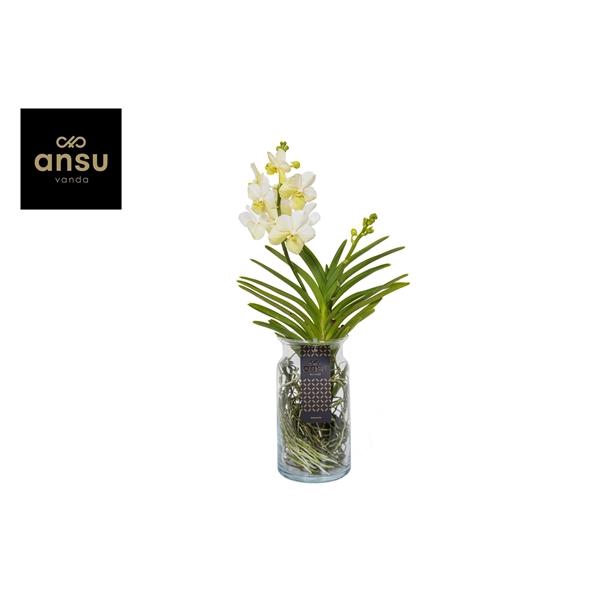 <h4>Vanda hybriden</h4>
