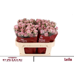 R TR LEILA