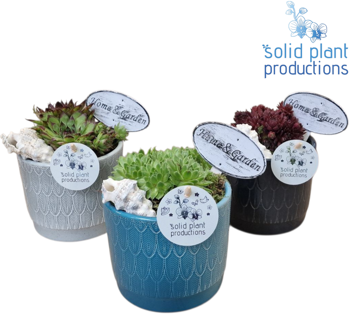 <h4>SMP001 Ariël Navy Sempervivum</h4>