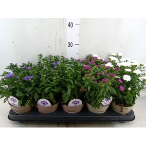 Aster  'Crown'   ...mix