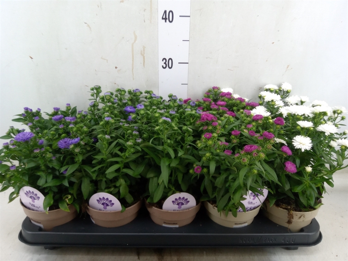 <h4>Aster  'Crown'   ...mix</h4>