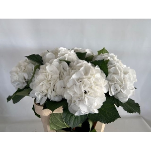 HYDR M SCHNEEBALL WHITE