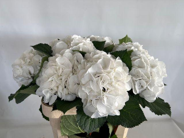 <h4>HYDR M SCHNEEBALL WHITE</h4>