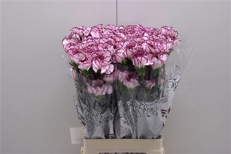 <h4>Di St Damascus</h4>