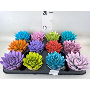 Echeveria  'Miranda'