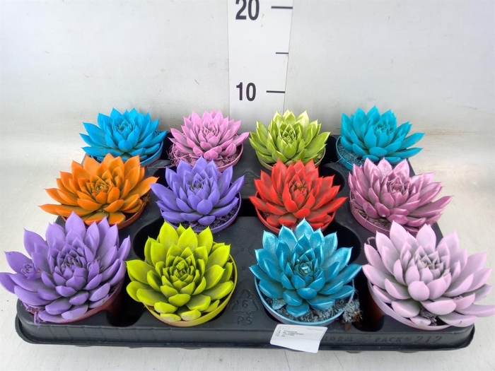 <h4>Echeveria  'Miranda'</h4>