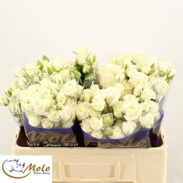 <h4>R Tr Overig Flora Ola</h4>