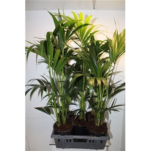 Howea Forsteriana 4-5pp