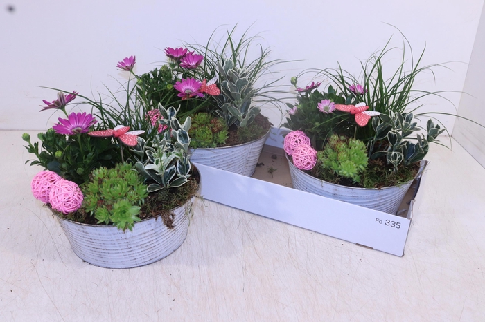 <h4>ARR TUINPLANTEN</h4>