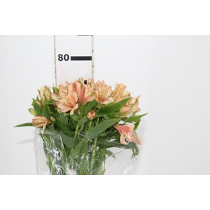 ALSTROEMERIA CANYON 080 CM