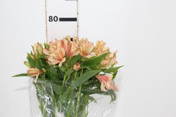 <h4>ALSTROEMERIA CANYON 080 CM</h4>