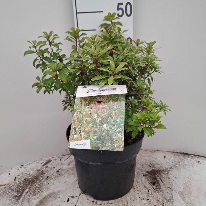 <h4>PIERIS JA L HEATH</h4>
