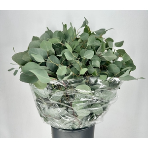 Euc. Populus Leaf (Per Stem)