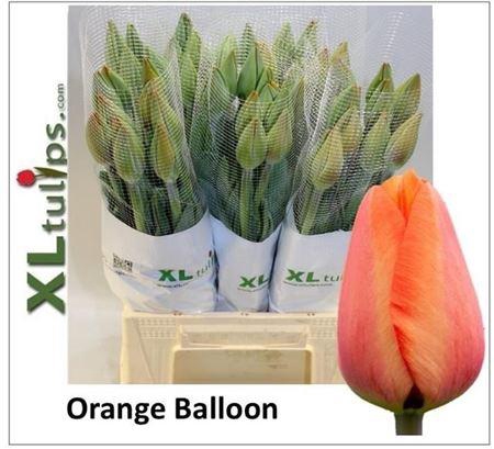 Tu En Orange Balloon