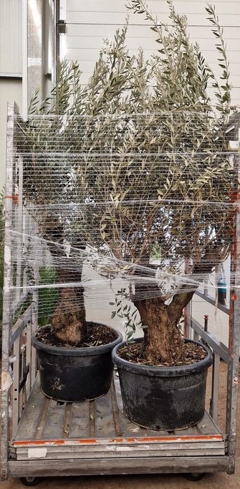 <h4>OLEA EUROPAEA</h4>