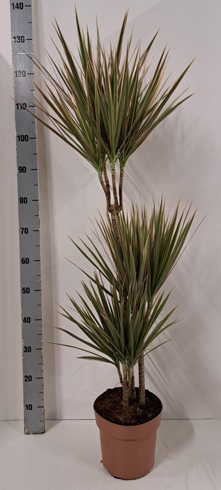 <h4>DRA MARG BICOLOR</h4>