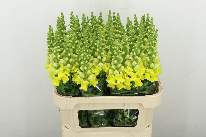 <h4>Antir Antibes Yellow</h4>