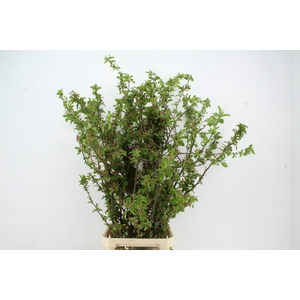 MALUS RED SENTINEL BLOSSOM PER STEM 150CM