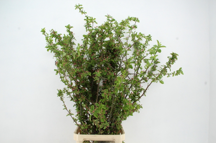 <h4>MALUS RED SENTINEL BLOSSOM PER STEM 150CM</h4>
