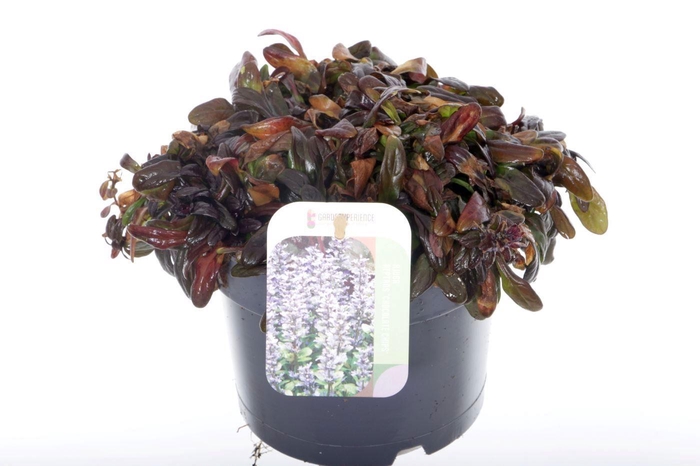 <h4>Ajuga reptans Chocolate Chips</h4>